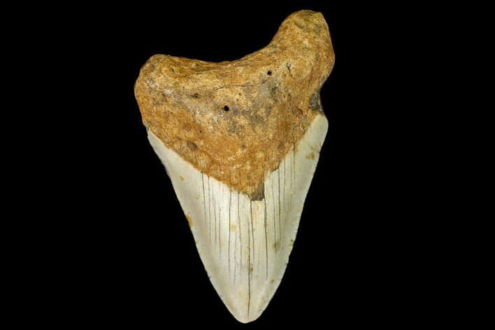 Fossil Megalodon Tooth - North Carolina #109022